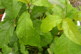 Anamu Guinea hen weed:Petiveria Allacea 2 oz