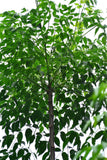 China berry
