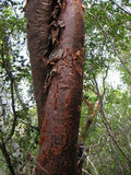 Palo Almacigo (Gumbo Limbo Tree): 2 oz Santo Products