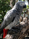 Pluma de Loro Africano-Red African Grey feathers
