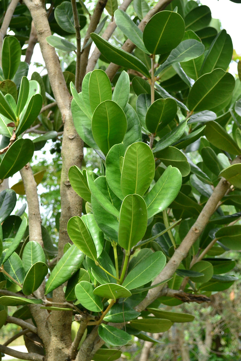 Autograph Tree Palo Copey: 2 oz – Santo Products