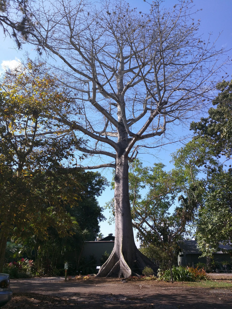 Ceiba Pentandra (Kapok Tree) Araba: – Santo Products