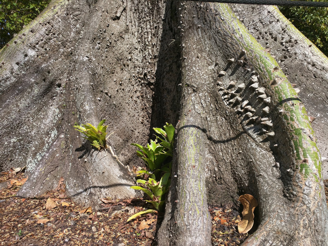 Ceiba Pentandra (Kapok Tree) Araba: – Santo Products