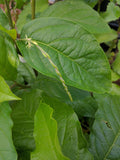 Anamu Guinea hen weed:Petiveria Allacea 2 oz