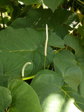 Caisimon plant image 3