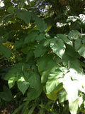 Caisimon plant image 2