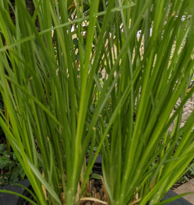 Vetiver Rooted Plant