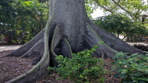 Ceiba Pentandra (Kapok Tree) Araba:
