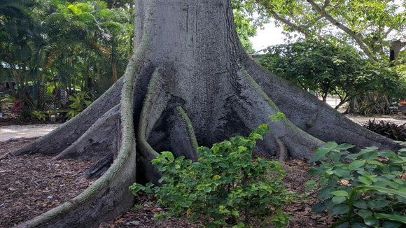 Ceiba Pentandra (Kapok Tree) Araba: – Santo Products