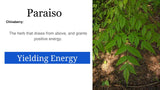 Paraiso [ChinaBerry tree]: 2 oz Santo Products