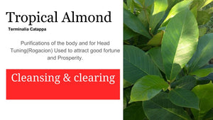 Almond-Almendra topical: 2 oz Santo Products
