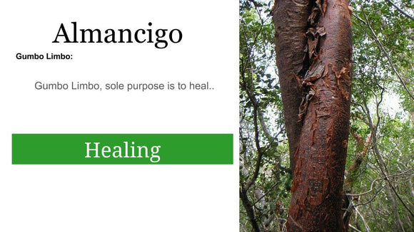 Palo Almacigo (Gumbo Limbo Tree): 2 oz Santo Products