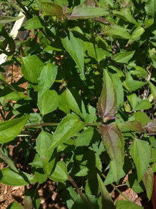 Dream Herb Calea ternifolia Leaf of God: Santo Products 2 oz